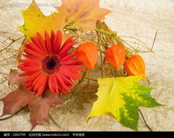 地面上的雏菊枫叶和灯笼花图片免费下载 编号1062799 红动网 
