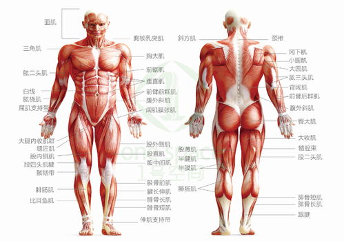 1号空间 强壮脊柱 撑起健康