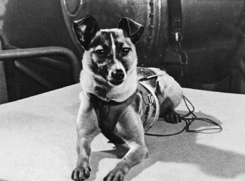 62年前,苏联把一只小狗送上太空,后来这只狗的结局如何