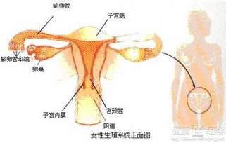 输卵管不通男朋友非得让告诉家长