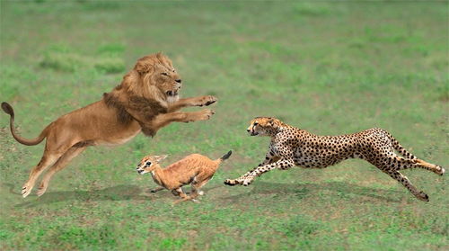 狮子从猎豹狩猎中拯救小黑斑羚,大猫狩猎成功 