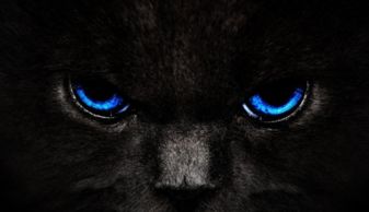 都说眼睛是心灵的窗户,那么你对猫咪眼睛了解多少 