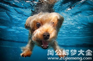 梦见小狗在水里是什么意思