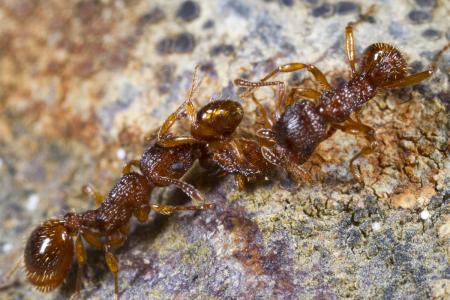 在家里怎么养蚂蚁 