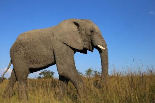 大象代表什么寓意 泰国大象代表什么