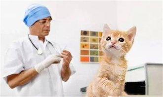 猫咪打完疫苗精神不好正常吗