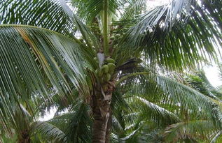 关于一遍椰子树的叶子的诗句
