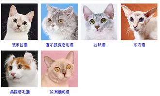 猫都有哪些品种图片 