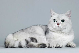 地球上10大最聪明的猫咪,第一长得有点怪,你家爱猫上榜了吗