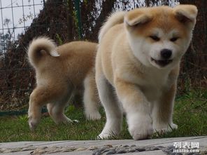 成都哪里可以买到纯种健康秋田犬 成都哪里能买到精品秋田宝宝