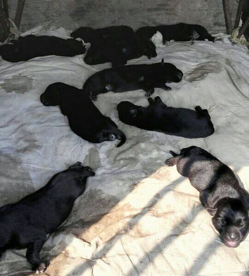 金毛黑色幼犬图片 
