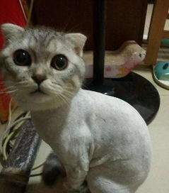 网友晒了猫咪的剃毛照,你们能想象出它原来样子吗 