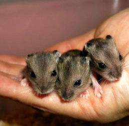 侏儒小仓鼠 喂养不是一件容易事,科学饲养才能保证健康