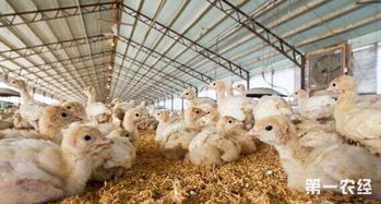 棚养蛋鸡需要什么样的环境 棚养蛋鸡的环境调控