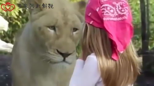 小女孩与狮子合照时扭头一看,狮子的眼神令人悲伤 