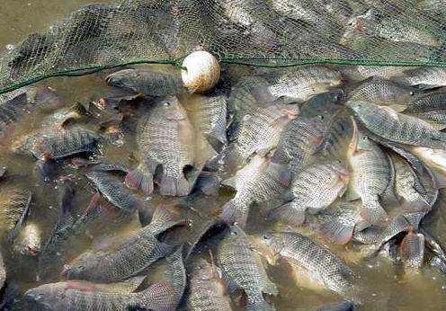 在广东,为什么清道夫 罗非鱼 鲮鱼被称为 三大垃圾鱼