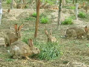 野兔养殖方法养殖场基地建设 