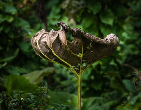 植物区系,花,头,自然,盛开,死亡 