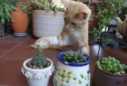 养猫家庭适合养的植物 养猫可以养的大型绿植