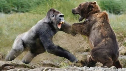 400斤的银背大猩猩大战500斤的棕熊,两者谁更胜一筹,镜头拍下全过程 