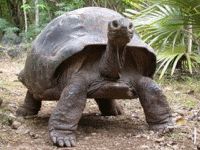 加拉巴哥象龟 