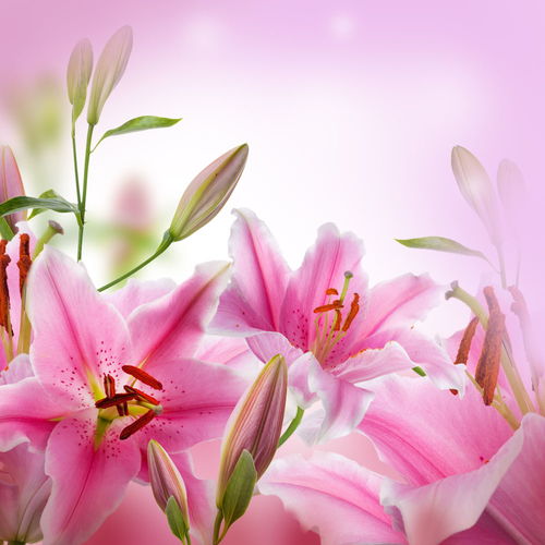给粉色的百合取名字怎么取,各种颜色百合花的名字是什么？
