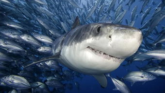 财新周刊 鲨鱼到了最危险的时候 上 