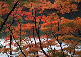 满山红叶0362 满山红叶图 四季风景图 风景全集图库 