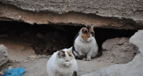 冬季来临,大批的流浪猫狗无家可归,伸出援助之手,给它们一个家