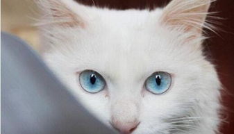 猫的眼睛一般是什么颜色的？