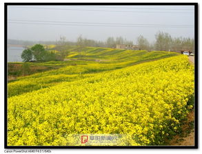 油菜花开