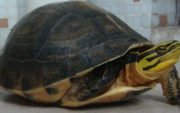 安布闭壳龟特征 图片 饲养 安布闭壳龟应如何冬眠 