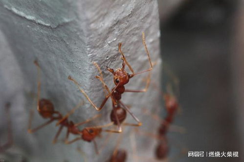 红火蚁在中国有多少亿(红火蚁分布在中国的哪些省份)