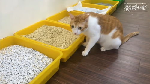 如何为自己的猫宝选择合适的猫砂 全品类猫砂评测干货奉上 