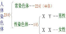 正常人体细胞中的染色体可分为 染色体和性染色体两类,正常男性的性染色体组成是 