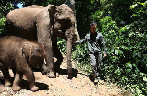 云南一大象繁育中心救助20多头野象,象妈妈曾 求助 村民