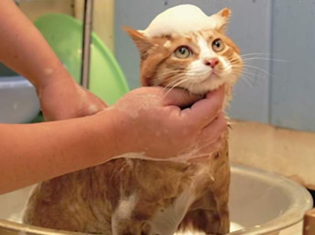 如何给猫咪洗澡,铲屎官快看过来 防止被猫咪抓咬
