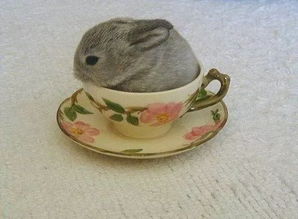 你要不要来一杯小兔子呢,免费续杯哦 
