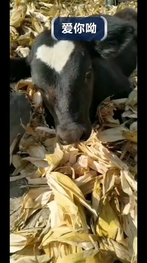 妈妈和爸爸感情一定很好,生个孩子都是爱你的形状 