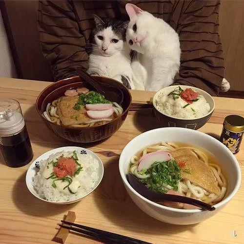 卍物志┃分享日常美食,喵却强势抢镜 一屋两人两猫就是简单幸福呀 猫咪 