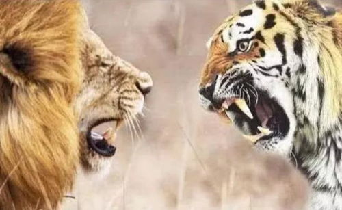 狮子和老虎都是 百兽之王 ,究竟哪个更厉害 驯兽师告诉你