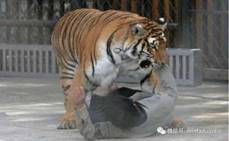 八达岭野生动物园老虎伤人案今日开庭 一起来学动物侵权 