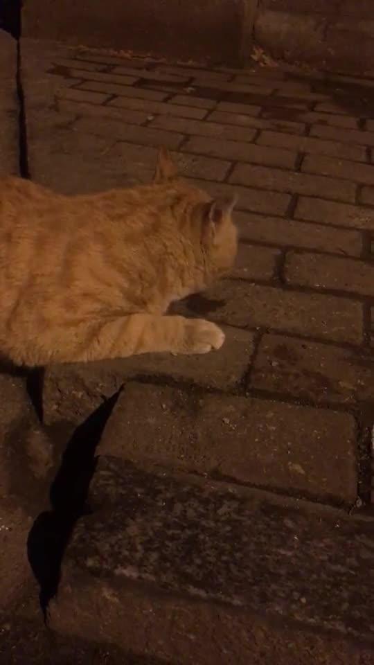 路上碰见一只会对话的流浪猫 我说这小胖猫大晚上不睡觉干什么,它说啊 我说还不快去 