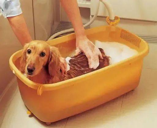 养宠知识 狗狗VS洗澡