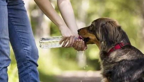 不建议给幼犬喂水喝吗