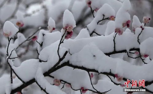 今日大雪 赴一场与冬天的约会