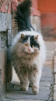 日本有个 猫猫寺 ,从 住持 到 和尚 都是喵星人