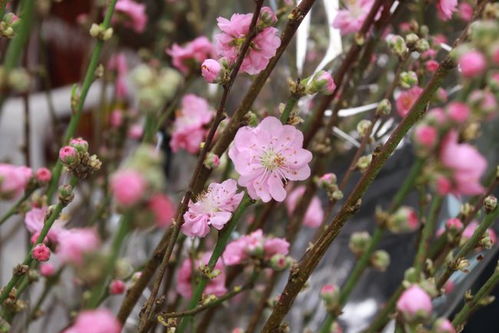 行花街 品年味 你要的色彩这里都有