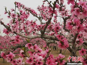 河北深州万亩生态桃林盛开季 游客体验为桃花授粉