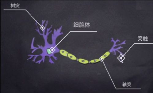 马什么梅 什么冬梅 拯救记忆力的方法找到了